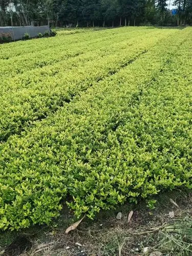 米乐m6官网：锻炼用的网球拍有哪些